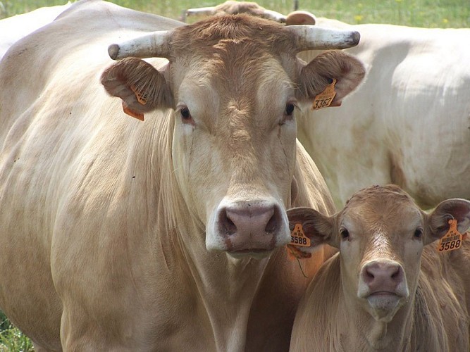 Blonde aquitaine bien aimee