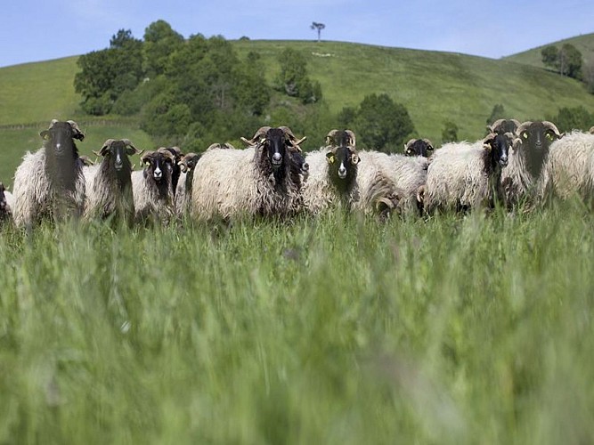 Ferme Ekiola - troupeau brebis