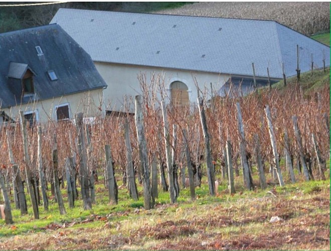 Domaine Haugarot - St Faust - la vigne
