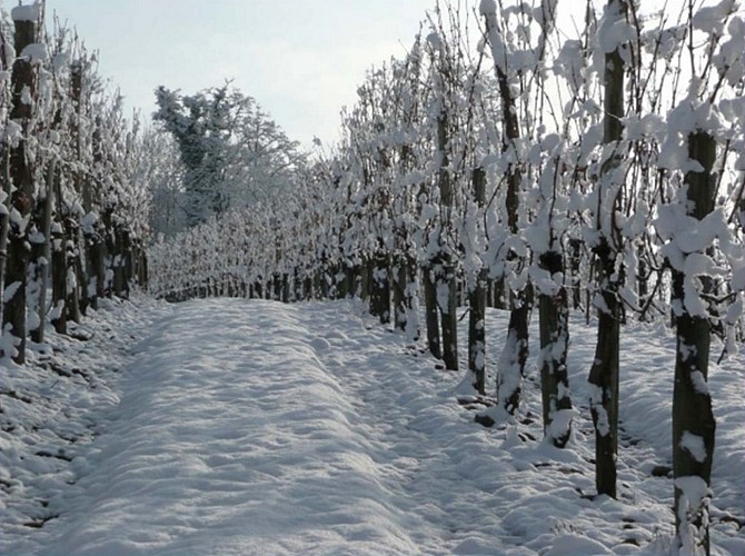 Domaine Haugarot - St Faust - la vigne sous la neige