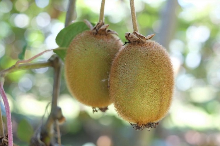 Jean Marc Maisonnave 1440x900