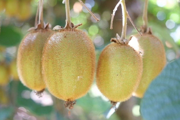 Jean Marc Maisonnave 