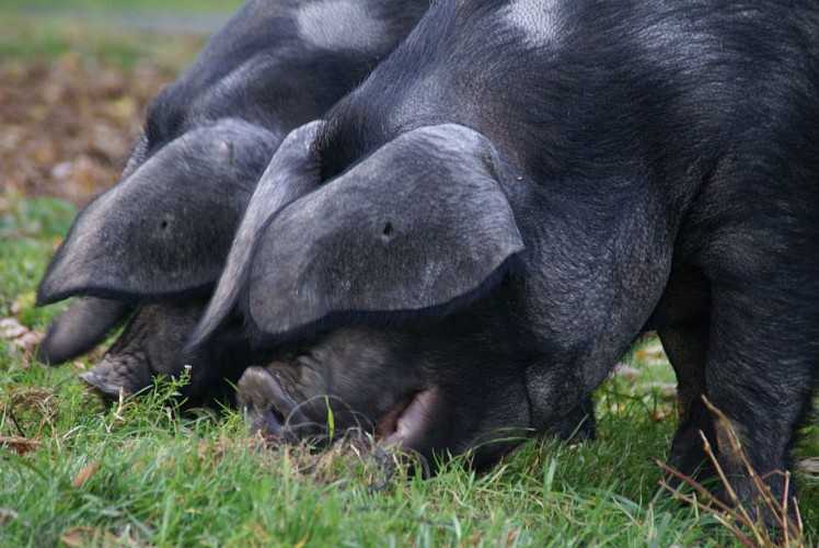 EARL Payssas - Maurin Olivier (1)