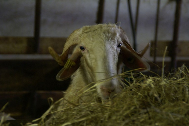 EARL Payssas - Maurin Olivier (3)