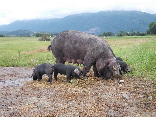 EARL Payssas - Olivier Maurin (2)