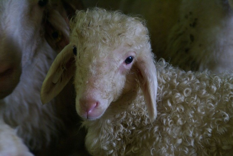 La Ferme du Payssas à Asasp-Arros