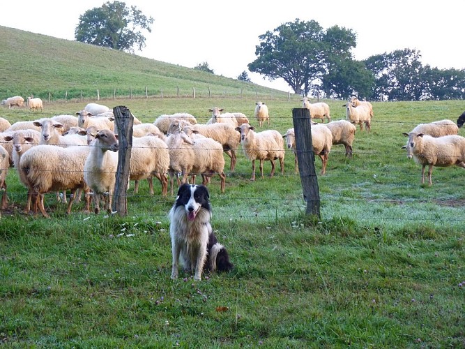Ferme Bacquet - Orègue (14)