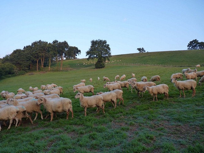 Ferme Bacquet - Orègue (15)