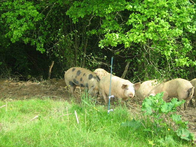 Ferme Bacquet - Orègue (4)