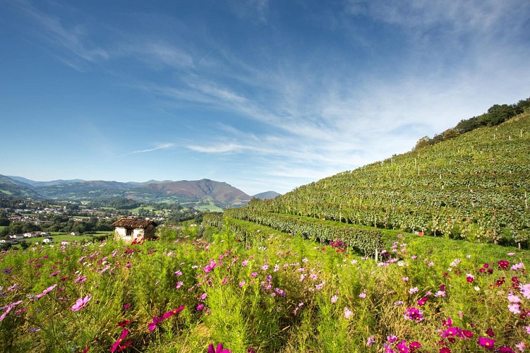 -BORDA-XURIA-ARO0565-min