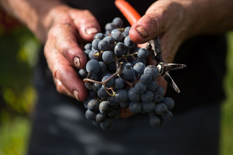 -BORDA-XURIA-ARO0671-min