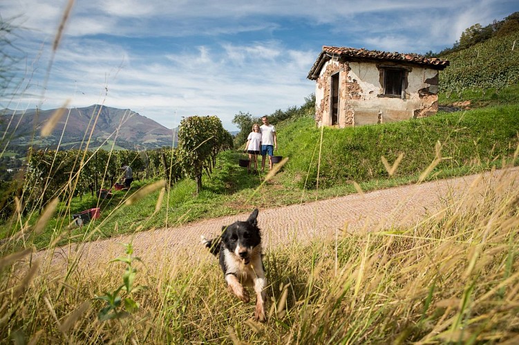 -BORDA-XURIA-ARO0684-min