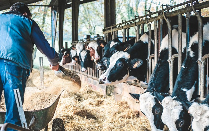 Laiterie Bastidarra- Eki Ibaski (10)