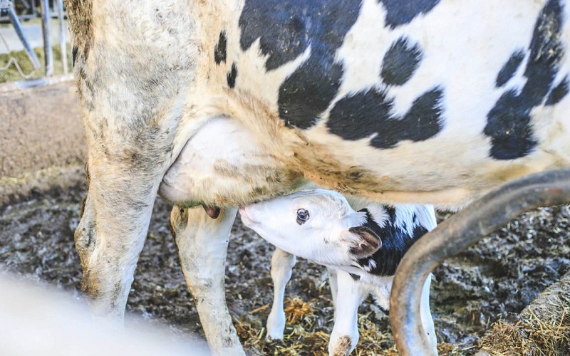 Laiterie Bastidarra- Eki Ibaski (11)