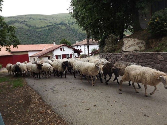 Producteur de fromage Ferme Etxepareborda - troupeau