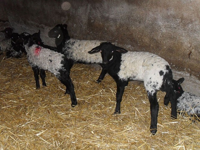 Producteur de fromage Ferme Etxepareborda - agneaux