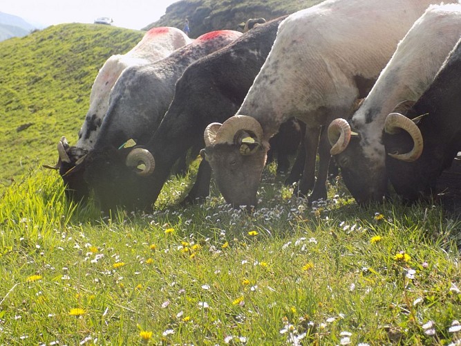 Producteur de fromage Ferme Etxepareborda - brebis