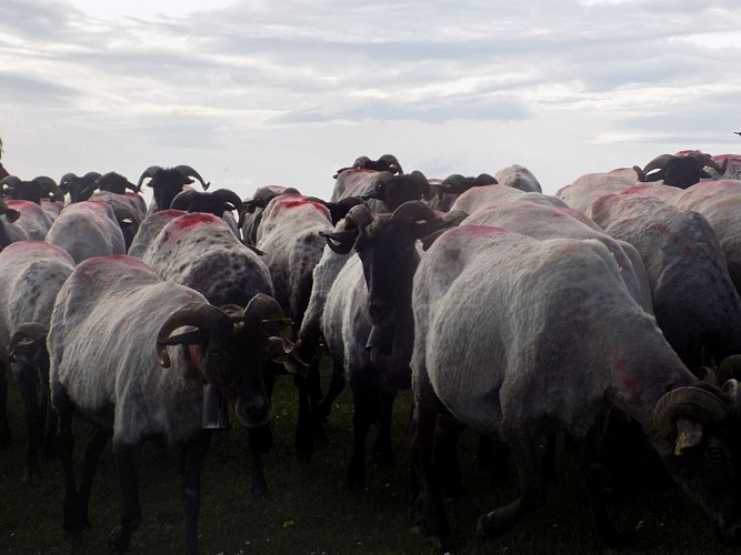 Producteur de fromage Ferme Etxepareborda - troupeau brebis