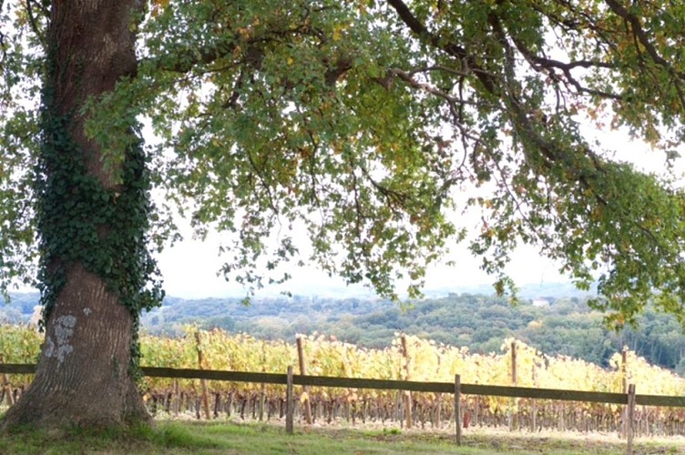 Domaine Mont Oraàs 1440x900