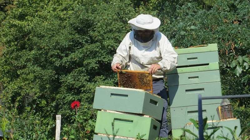 beekeeper-941688-1920
