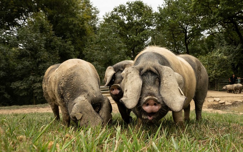 ferme_arrokain_kintoa_porc_basque