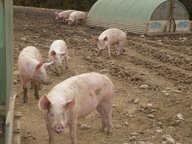 La ferme aux Jambons - Tourinsoft
