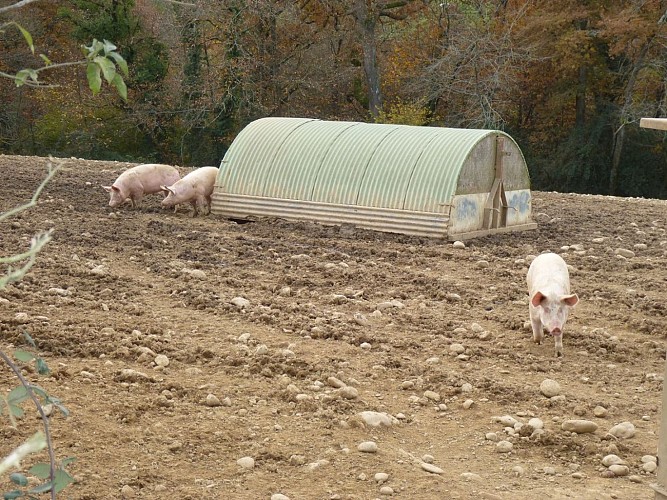 Gerderest Ferme aux jambons Tailleur cph Tourisme Nord Béarn (1)