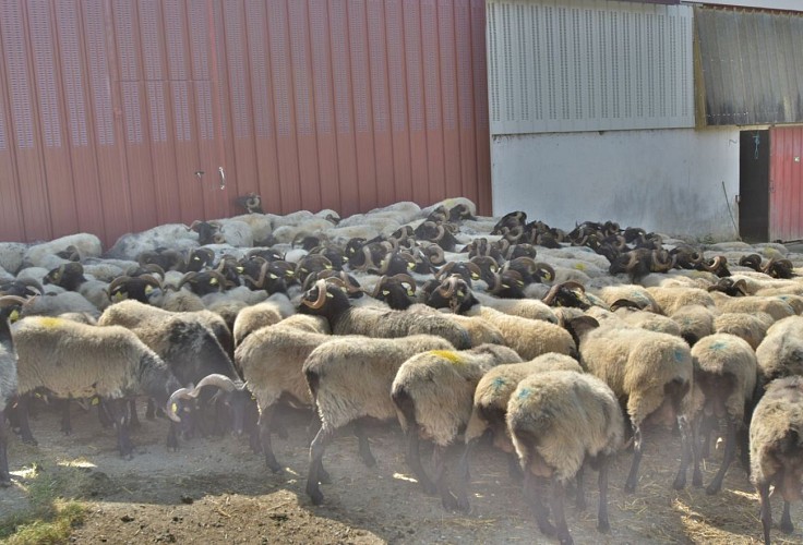 Fromages Ferme Salaberria - troupeau - Saint Etienne de Baïgorry