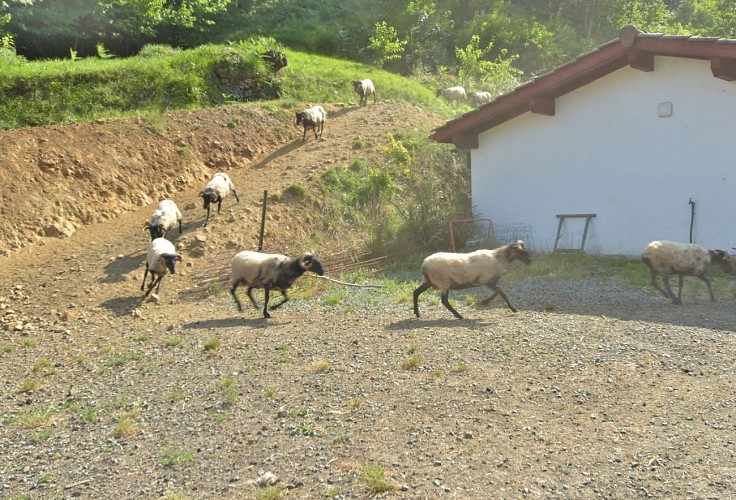 Fromages Ferme Salaberria - descente troupeau - Saint Etienne de Baïgorry