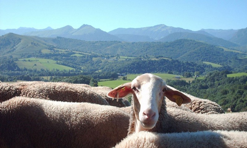 Ferme Casebonne - Brebis face aux Pyrénées