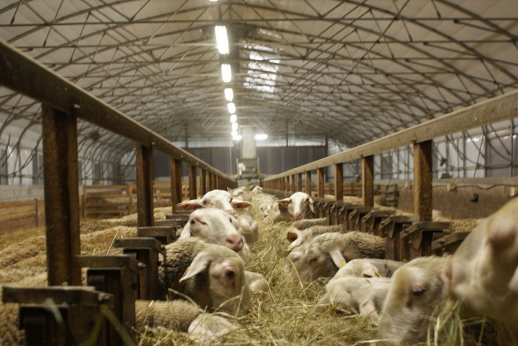 Ferme Casebonne - La bergerie