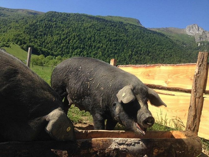 Ferme Maria Blanca photo cochons