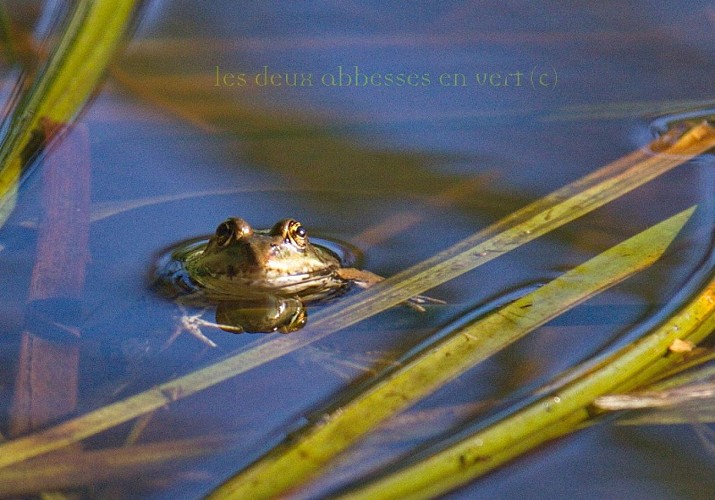 chambres hotes Perceval14