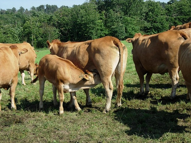 chaulnes-vaches-pré