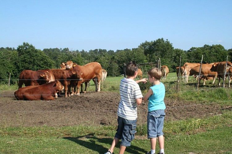 Chaulnes-vaches-enfants