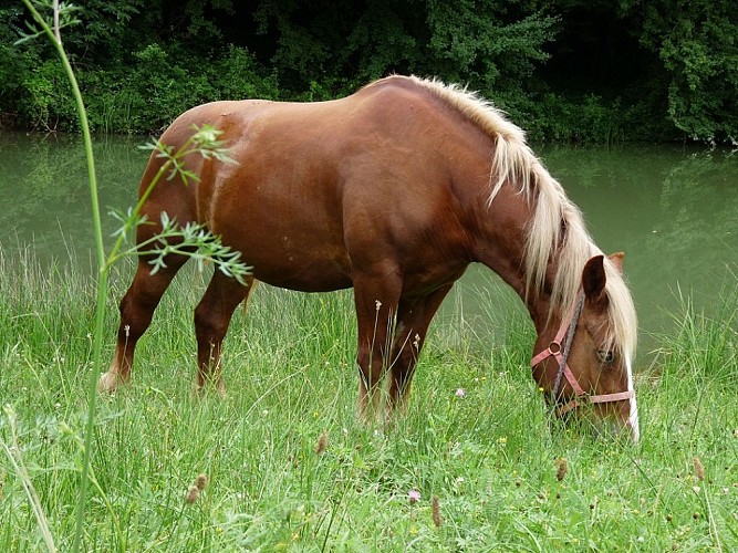 Centre équestre poney club de Bourrou (11)