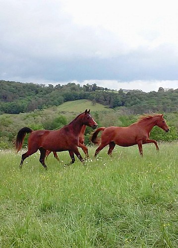 centre équestre bourrou 2