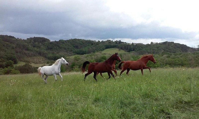 centre équestre bourrou 2