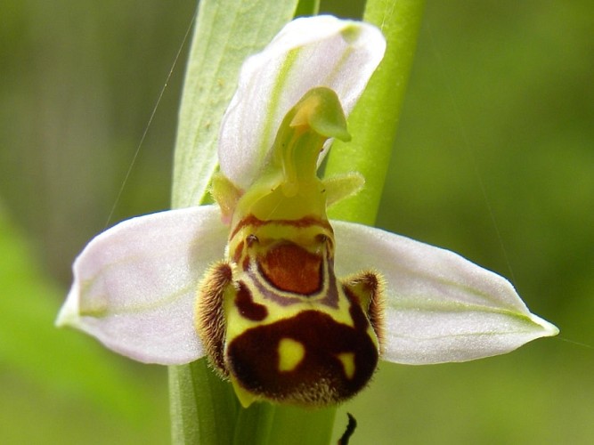 Bazas - lac de la Prade orchidée - David Lessieur-CEN Aquitaine
