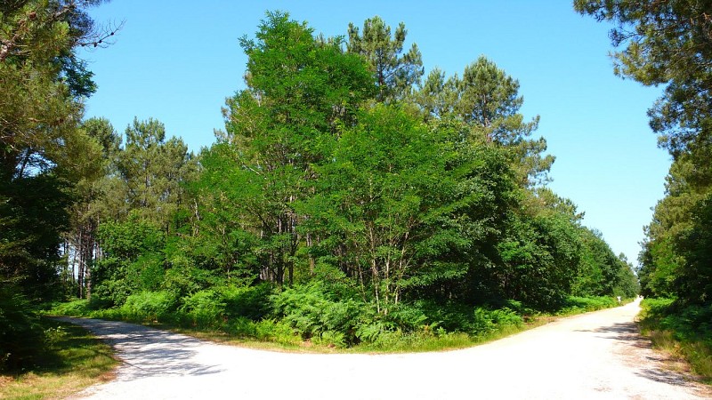 Aire de pique-nique des Floralies