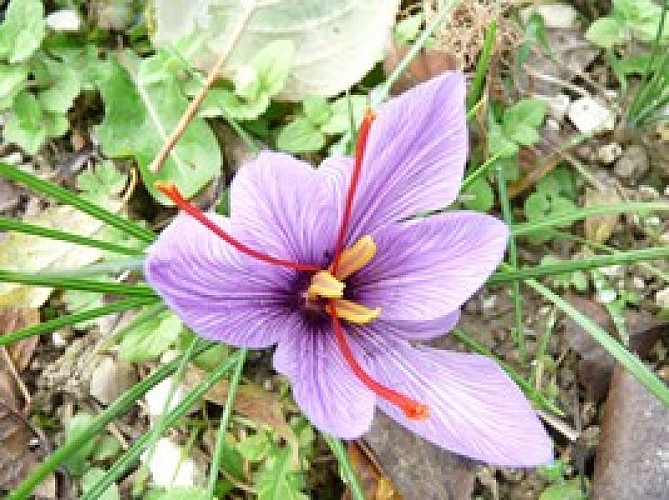 Chambres et table d'hôtes Le Chintre