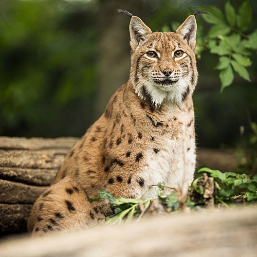 zoo-labenne-lynx-d'europe