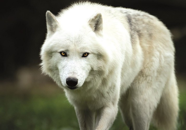 zoo-labenne-loup