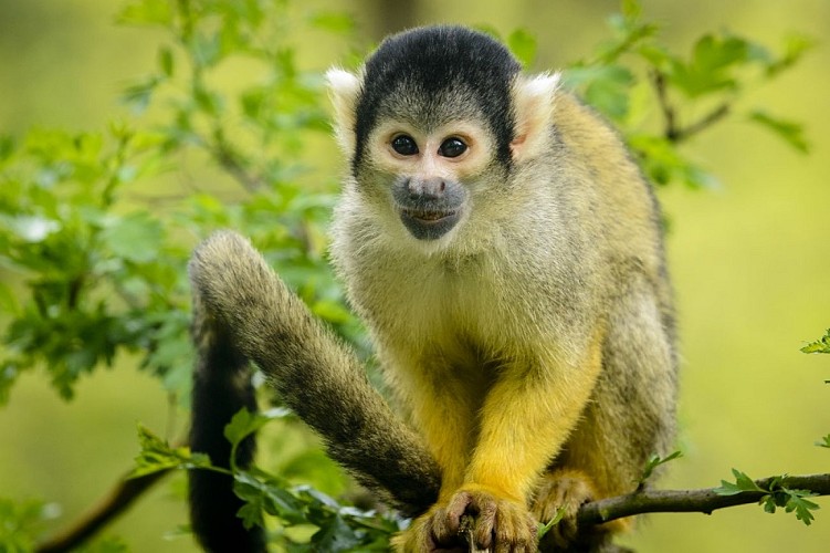 zoo-labenne-saimiri-tete-noire-2