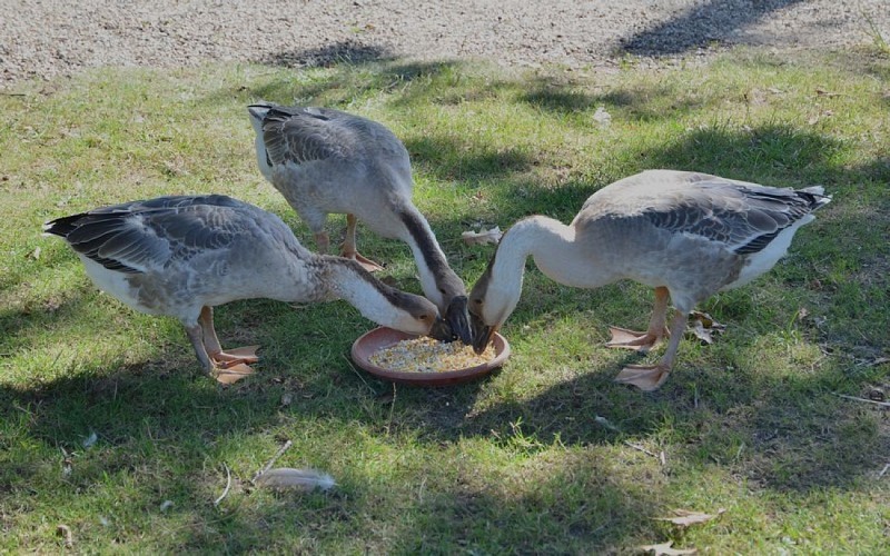 2020.08.27 - SAUVIN 038