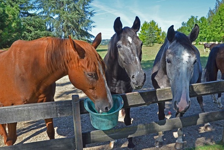 2020.08.27 - SAUVIN 037