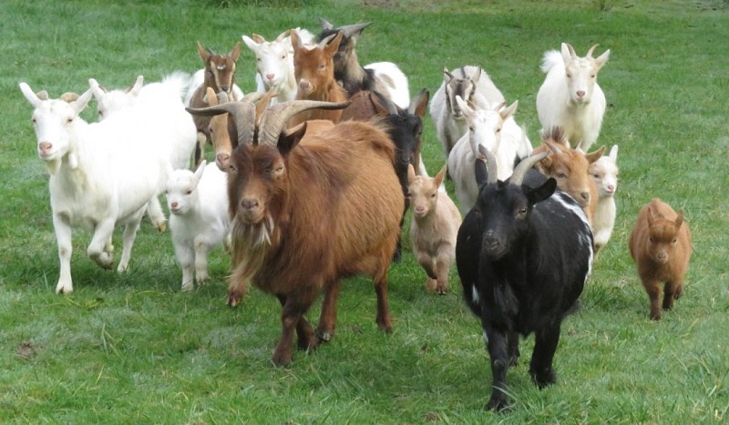 Moulin de Poyaller - troupeau chèvres naines