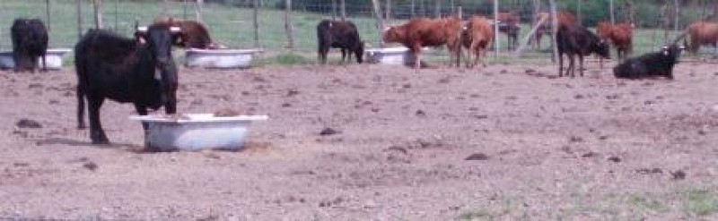 Ganaderia Dargelos 3