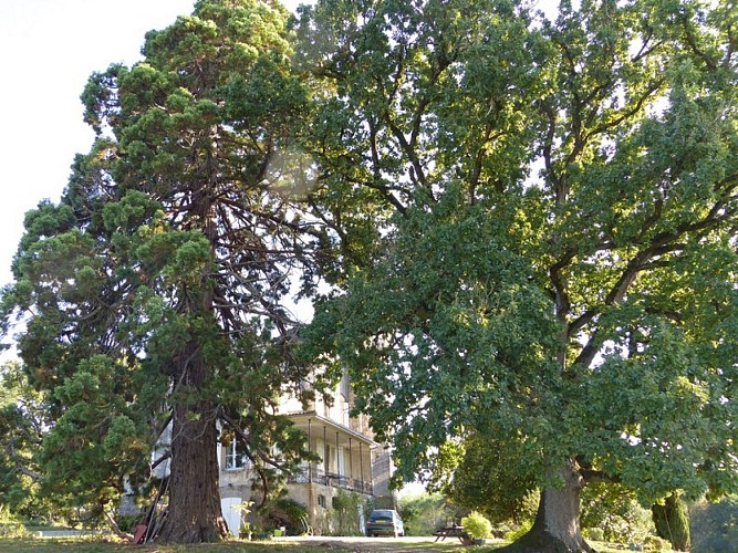 Chambres du Plantey - Arbres centenaires