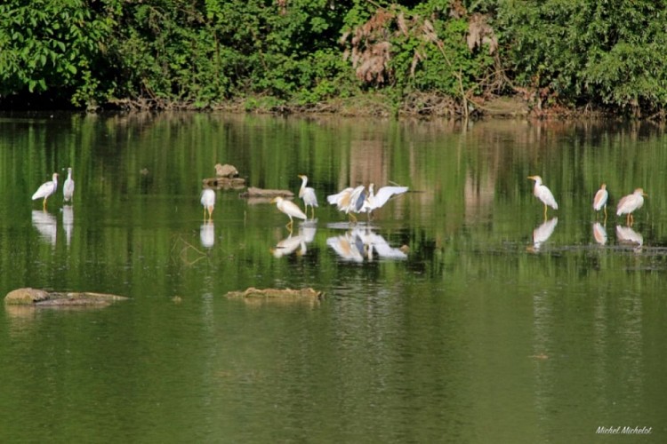 Lac Lescourou-oiseaux-Objectif Duras